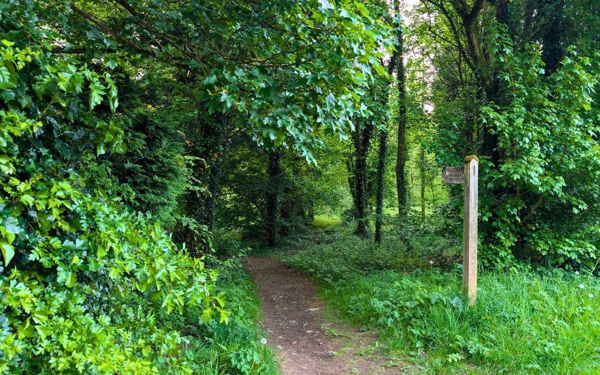 Stepping into the quiet woods. The peaceful dirt trail heading out from Crosthwaite Road along the old railway line route toward Braithwaite, shaded by a stunning summer canopy.