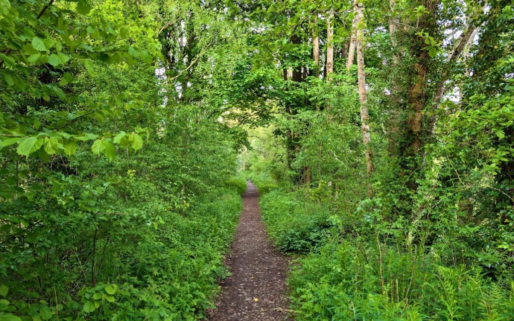 A narrow dirt trail disappears into a lush green woodland tunnel along a peaceful section of the old railway walking path near Keswick.