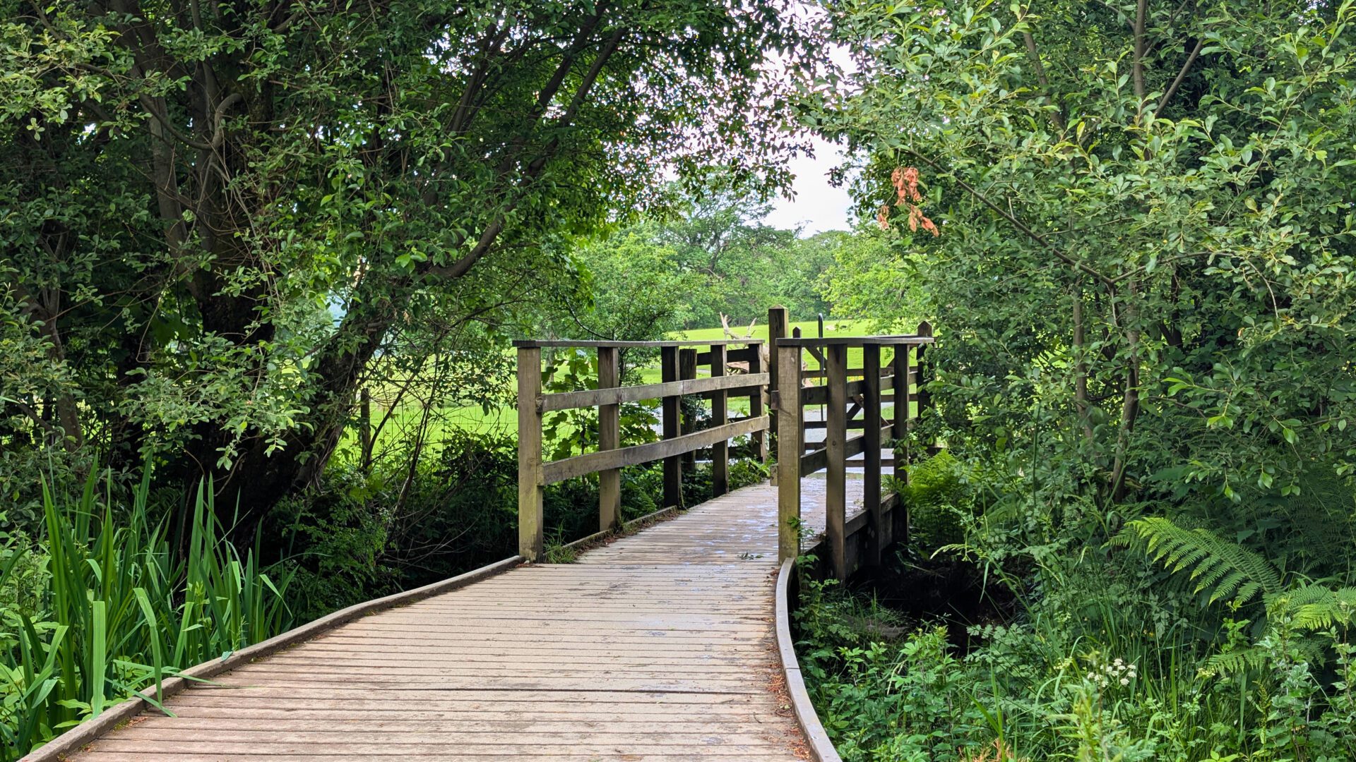 A curving wooden boardwalk trail, winding through dense, vibrant green summer foliage and ferns near Strandshag Bay on the Derwent Water lakeshore.