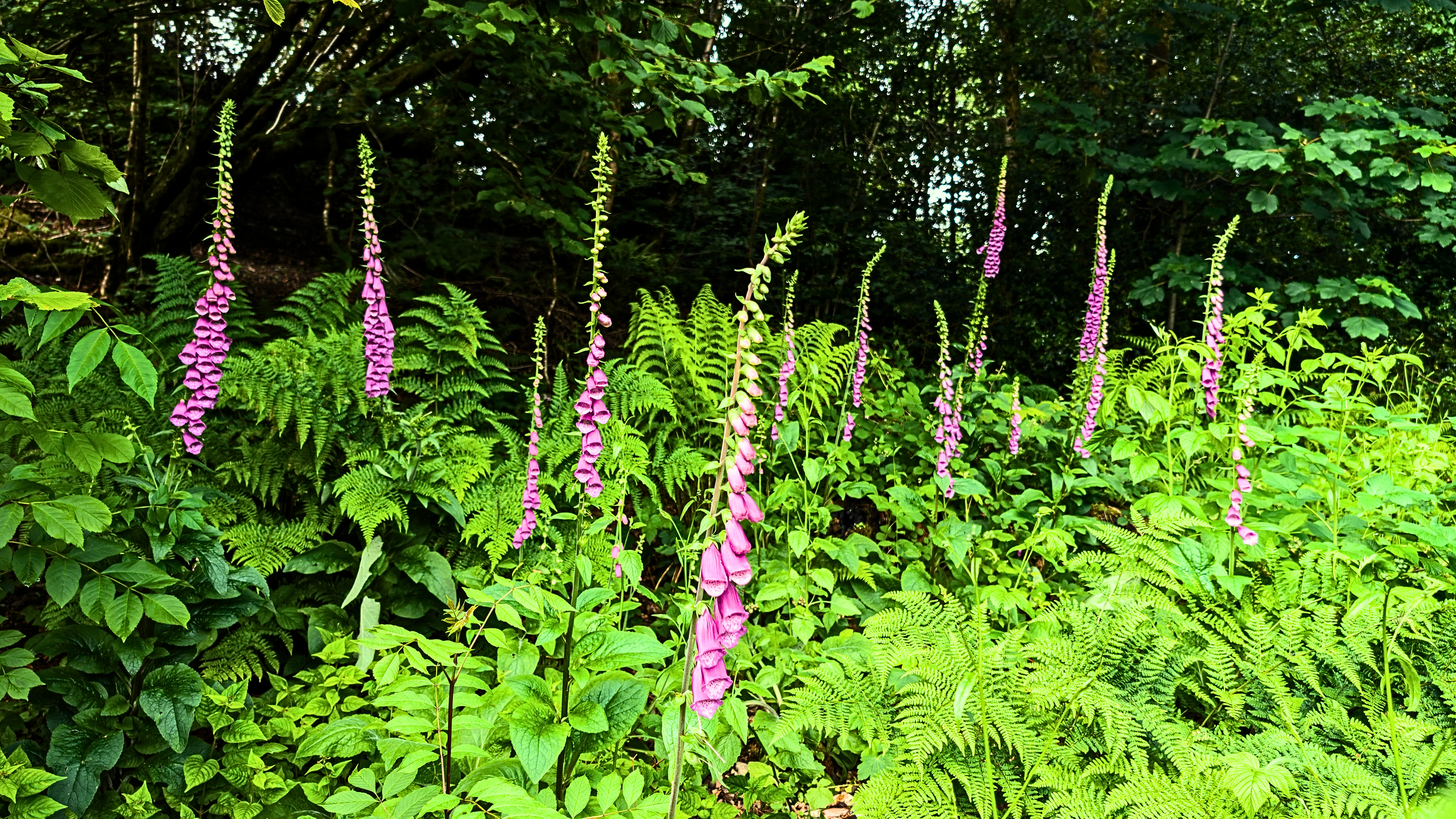 Tall, vibrant purple wild foxgloves blooming brightly among lush green ferns and woodland foliage on a path in Hope Park, Keswick.