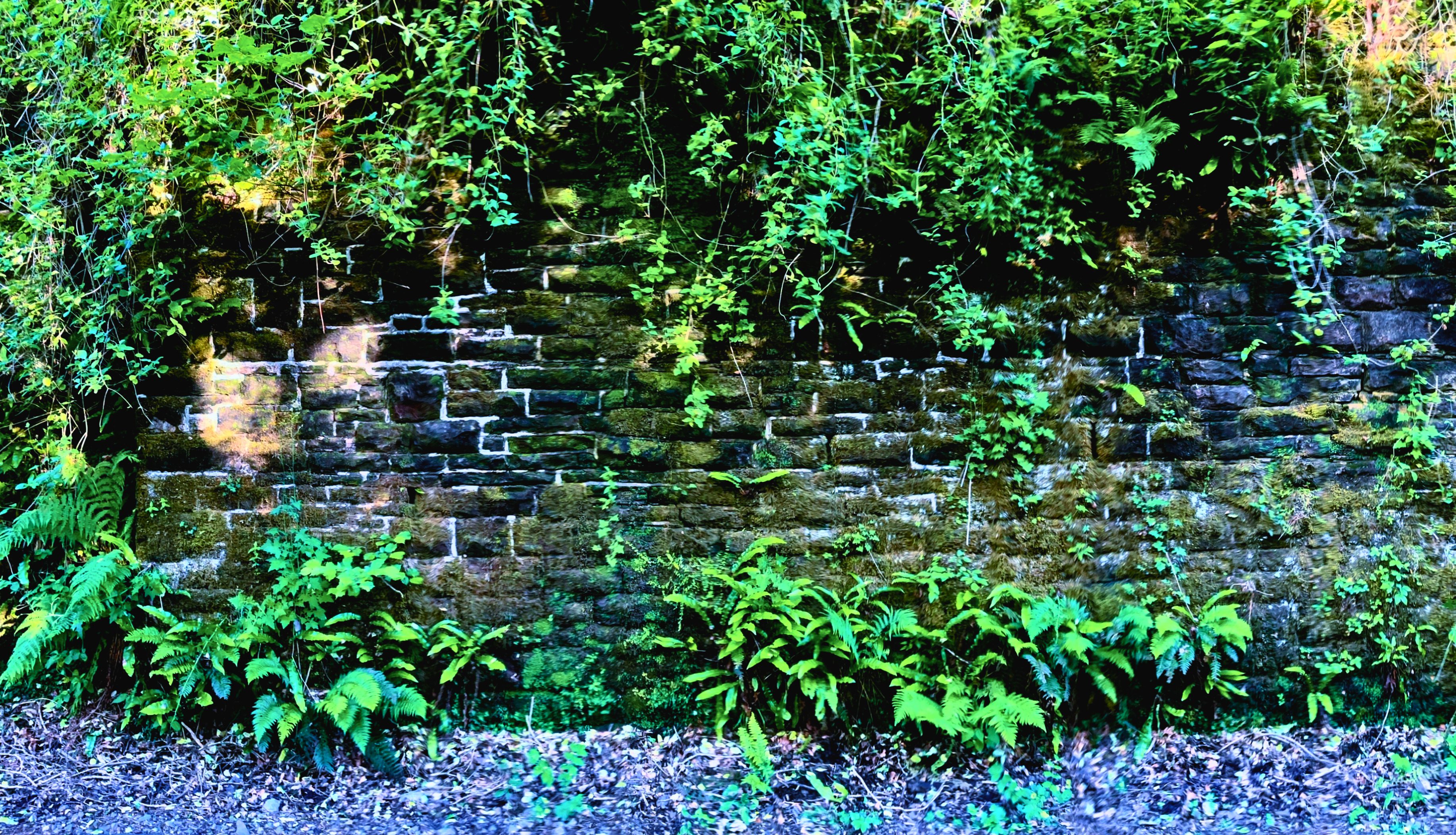 A close-up view of a historic dark stone retaining wall on the Keswick to Threlkeld trail, heavily covered in vibrant green moss, hanging vines, and large ferns, showcasing the damp, lush environment of the gorge.