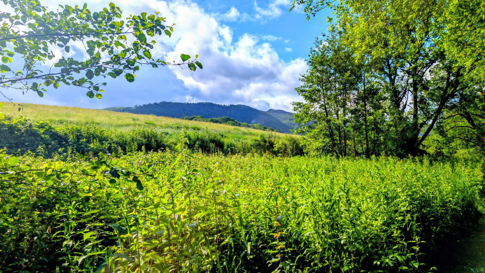 A lush green summer meadow viewed from the Isthmus path in Keswick, looking over tall grass and framing trees towards the Skiddaw mountain range under a partly cloudy blue sky.
