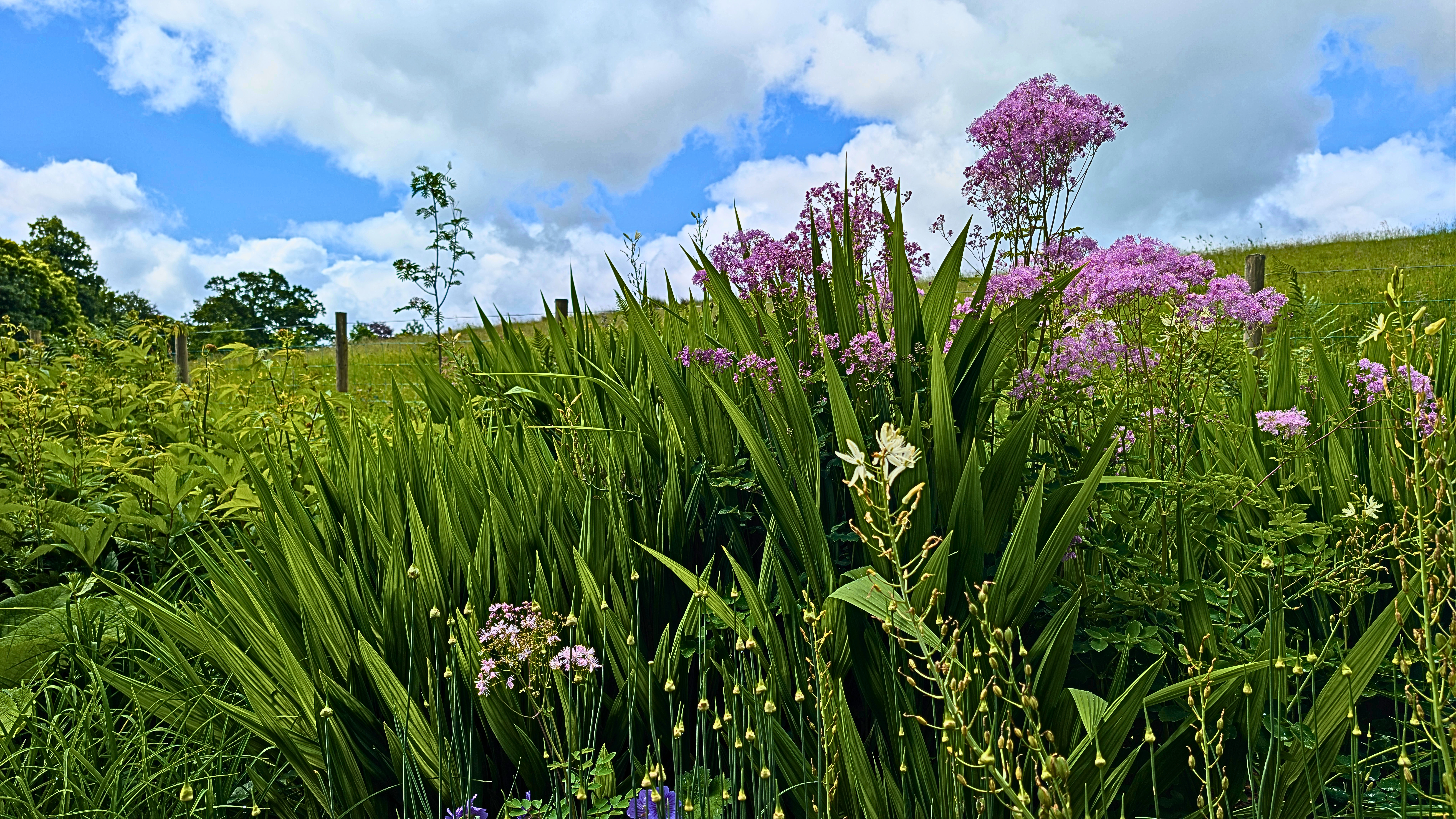 A stunning display of tall green foliage and vibrant pink summer flowers in Hope Park, Keswick, set against a bright, partly cloudy blue sky and a grassy hill.