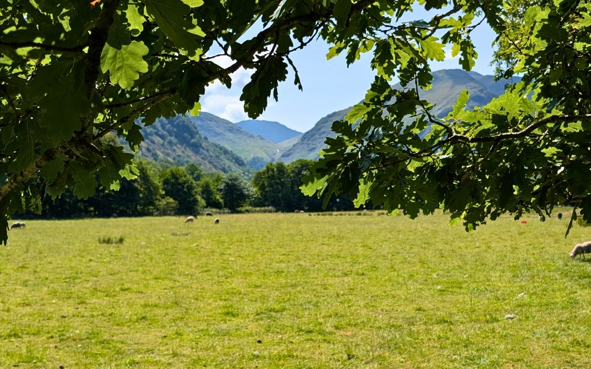 View looking south across green Borrowdale pasture fields with grazing sheep, naturally framed by lush green oak tree leaves looking towards the distant high fells.
