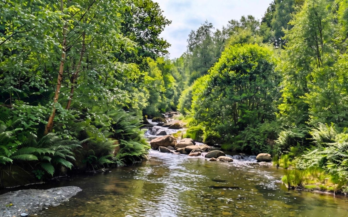 Scenic view looking upstream at Coledale Beck from Braithwaite Dam, showing a shallow rocky stream with clear water flowing through dense green summer trees and ferns near Keswick.