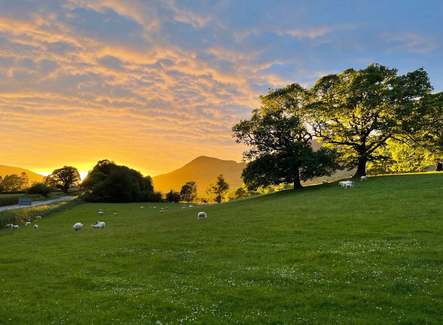 A vibrant golden hour sunset casting a warm orange glow over a green meadow filled with grazing sheep, large oak trees, and the silhouette of Skiddaw in the distance near Keswick.