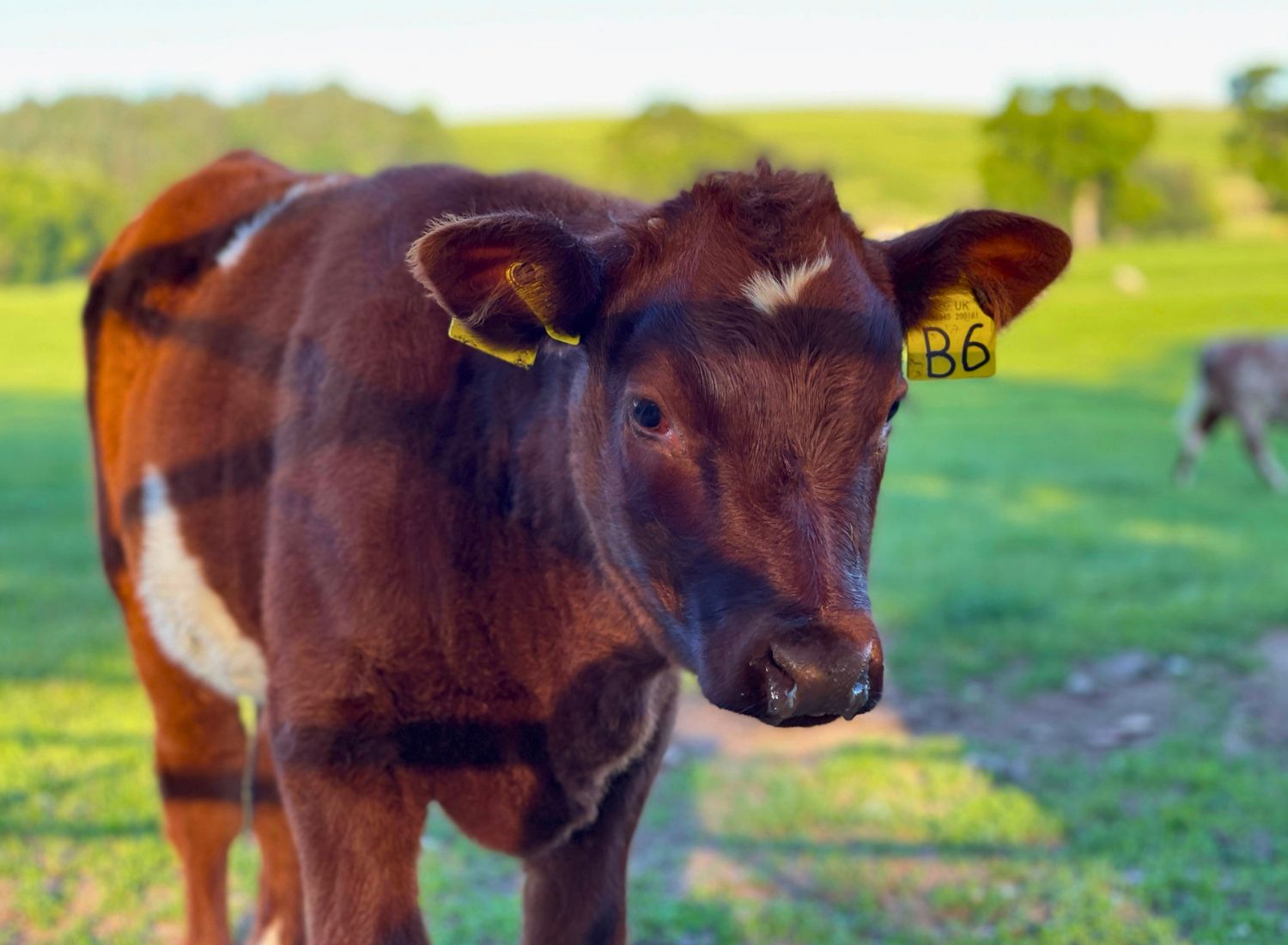 A close-up portrait of a young brown cow with a white stripe and yellow ear tags, standing in a bright green sunlit pasture near Pooley Bridge in the Lake District.
