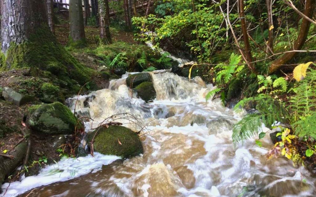 Churning, foamy mountain stream rushing down moss-covered rocks and ferns in a dense green forest near Bassenthwaite.